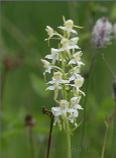 Greater Butterfly Orchid