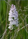 Heath Spotted Orchid