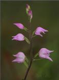 Red Helleborine