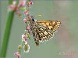 Chequered Skipper