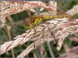 Female Common Darter