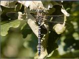Common Hawker