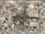 Female Keeled Skimmer