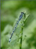 Azure Damselfly