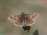 Dingy Skipper