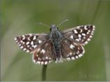 Grizzled Skipper