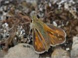 Silver-spotted Skipper