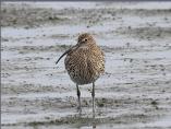 Curlew