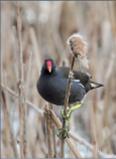 Moorhen