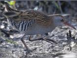 Water Rail