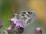 Marbled White