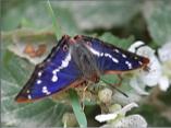 Purple Emperor