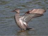 Male Gadwall