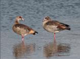 Egyptian Geese