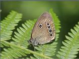 False Ringlet