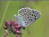 Large Blue
