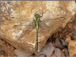 Female Yellow Clubtail