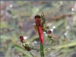 Broad Scarlet/Scarlet Dragonfly