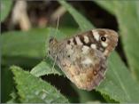Speckled Wood