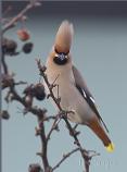 Waxwing