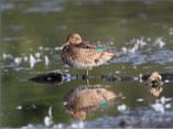 Female Teal