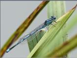 Blue-eyed/Goblet-marked Damselfly