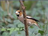 Hawfinch