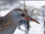 Water Rail