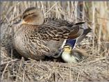 Mallard Duck with Duckling