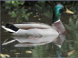 Mallard Duck