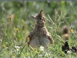 Crested Lark