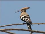 Hoopoe