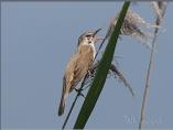 Great Reed Warbler