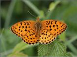Marbled Fritillary