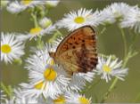 Marbled Fritillary