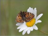 Female Spotted Fritillary