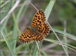 Weaver`s Fritillary