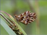 Weaver`s Fritillary