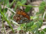 Twin-spot Fritillary