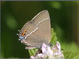 Blue Spot Hairstreak