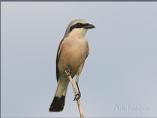 Red-backed Shrike