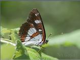Southern White Admiral