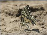 European Swallowtail