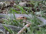 Giant Whipsnake, eating a Glass Snake/Lizard