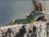 Green Lizard