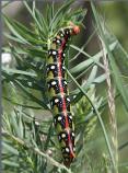 Spurge Hawkmoth Larva