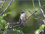 Eastern Orphean Warbler