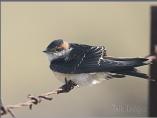 Juvenile Red-rumped Swallow