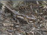 Red-necked Nightjar