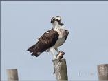 Osprey